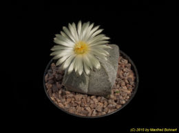 Astrophytum myriostigma f. quadricostata 1175